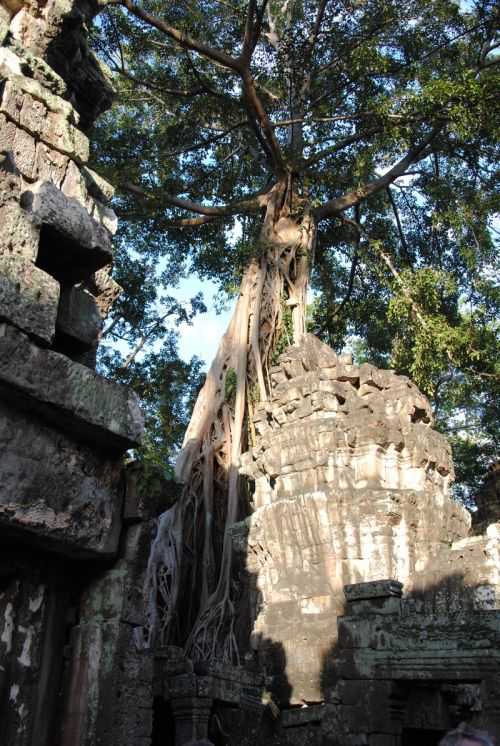 ANGKOR WAT HALF MARATHON 2013